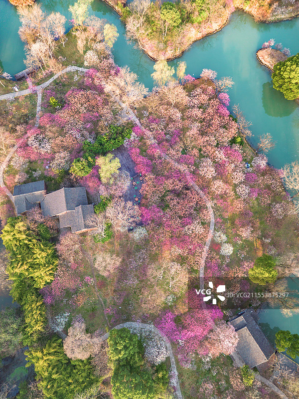 2025年3月清晨，杭州西溪湿地西溪梅墅航拍俯瞰，万株梅花如粉色烟霞铺陈，河道蜿蜒穿行花海图片素材