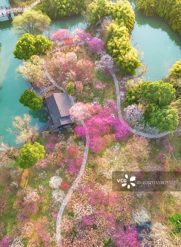 2025年3月清晨，杭州西溪湿地西溪梅墅航拍俯瞰，万株梅花如粉色烟霞铺陈，河道蜿蜒穿行花海图片素材