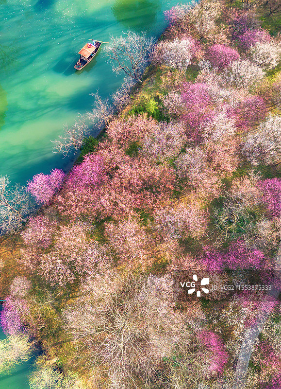 2025年3月清晨，杭州西溪湿地西溪梅墅航拍俯瞰，万株梅花如粉色烟霞铺陈，河道蜿蜒穿行花海图片素材