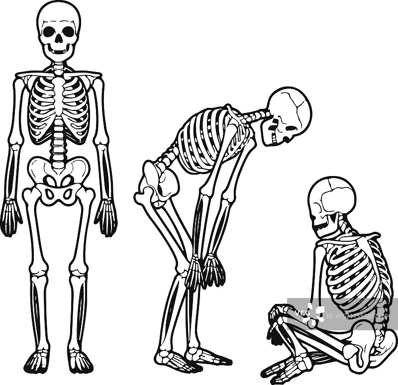 三种姿势的人体解剖骨骼模型图片素材
