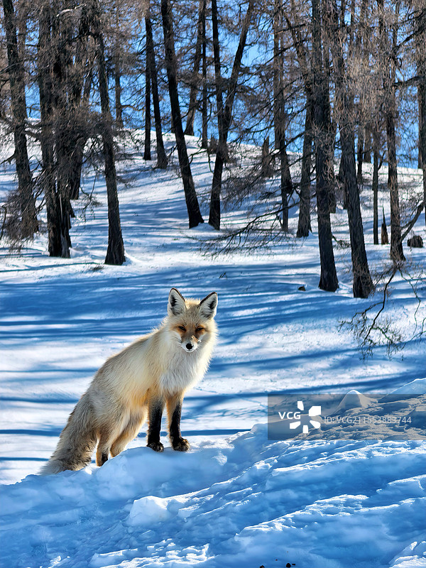 雪地里的狐狸图片素材