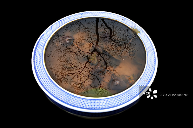 开江县金山寺盆景禅树 是树悟通了禅，还是禅寄于树？图片素材