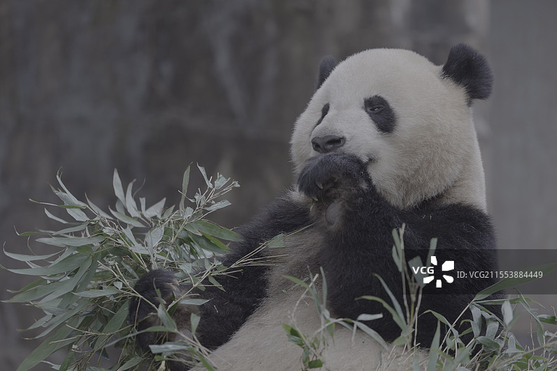 熊猫吃竹子图片素材