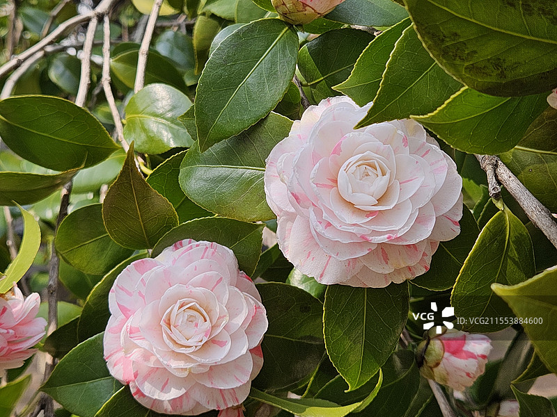 粉彩山茶姐妹花图片素材