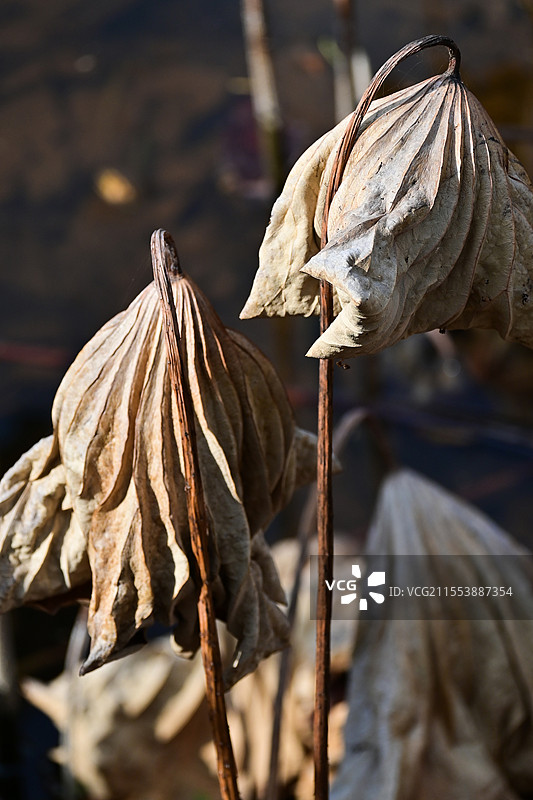 枯萎的荷叶图片素材