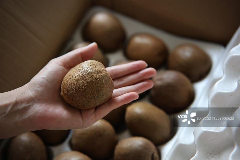 猕猴桃图片素材