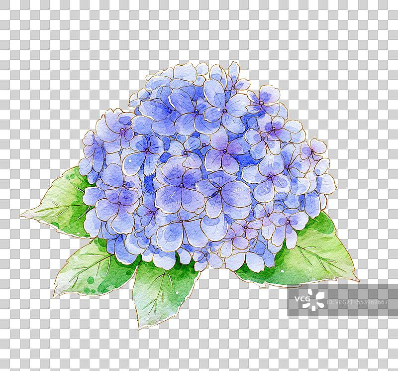 原创水彩插画之绣球图片素材