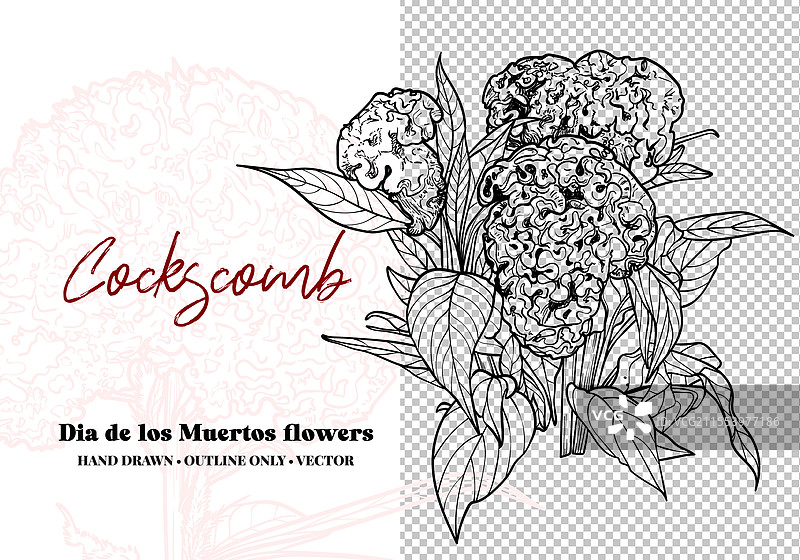 鸡冠花线条艺术图图片素材