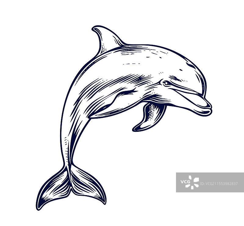 手绘海豚艺术图片素材