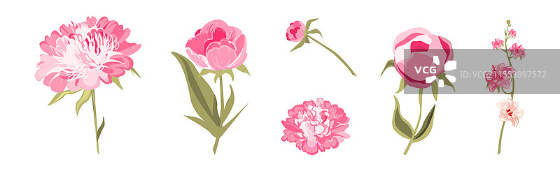 粉色牡丹花与绿色叶子和茎图片素材