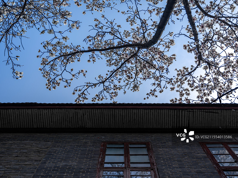 南京1865产业园玉兰花开图片素材