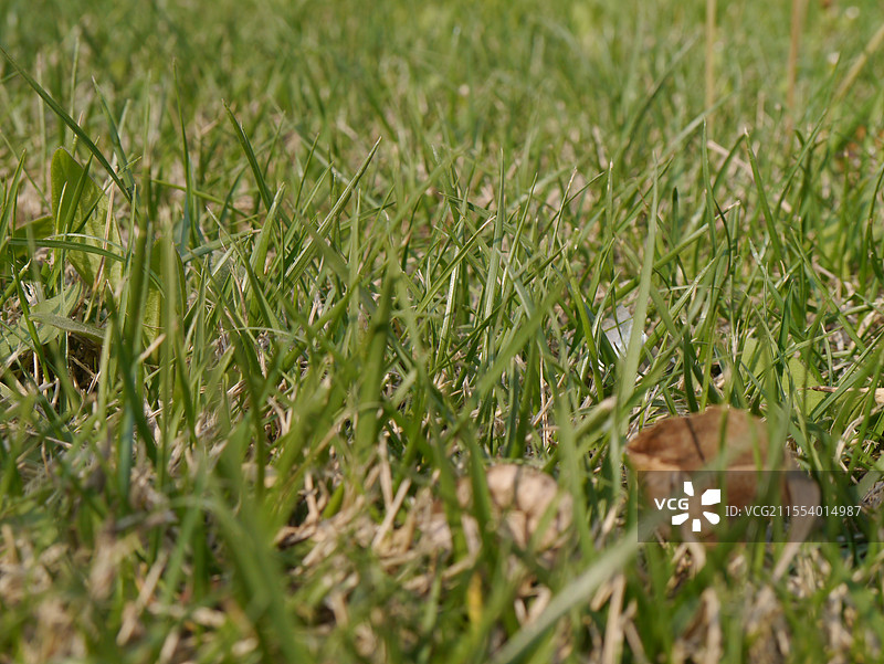 草地特写图片素材