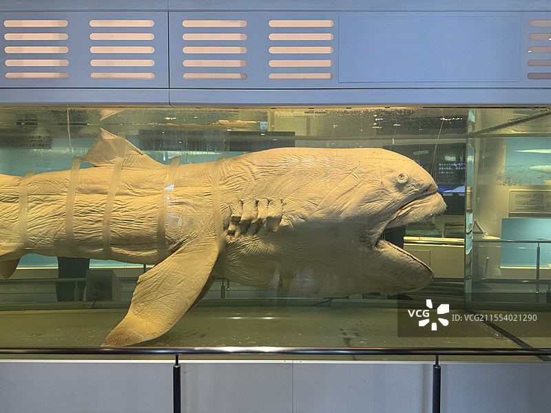 日本冲绳美丽海水族馆，巨口鲨标本图片素材