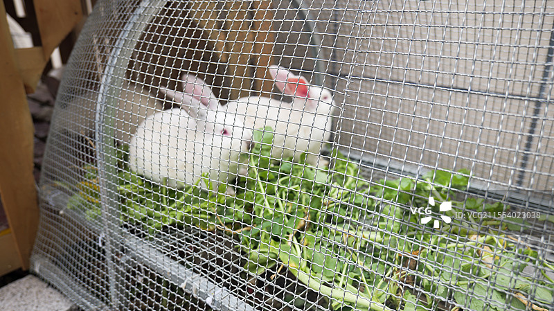 兔子动物养殖白兔肉兔养殖肉兔兔笼养殖业图片素材