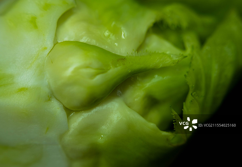 儿菜、抱子芥、四川特产、超生菜、背儿菜、抱儿菜、母子菜、娃娃菜、青菜、绿叶菜图片素材