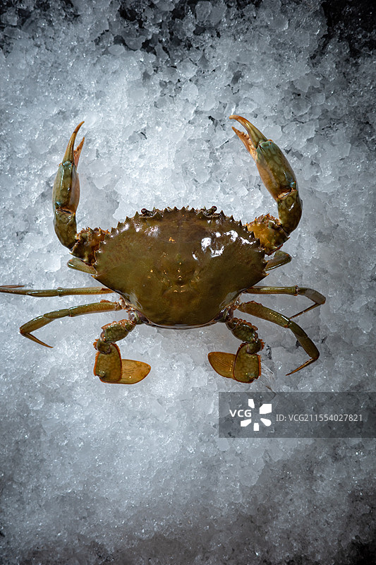 和乐蟹图片素材