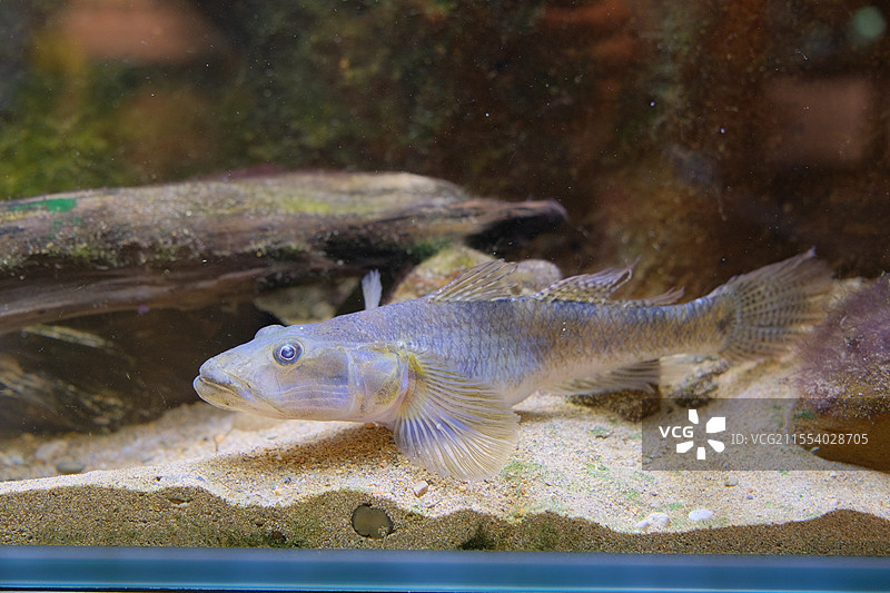 日本冲绳美丽海水族馆，金叉舌虾虎鱼图片素材