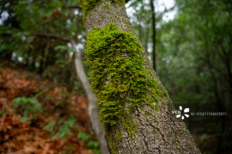 加州红杉林中的苔藓图片素材
