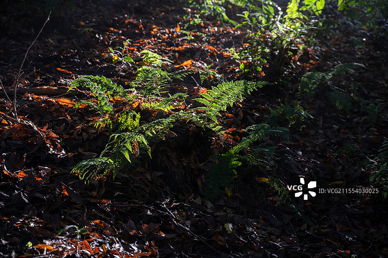 加州红杉林的蘑菇，蕨类和苔藓图片素材