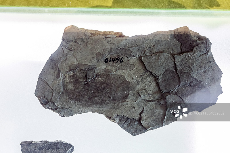 甘肃省博物馆蜚蠊化石石炭纪距今3.5亿年以前图片素材