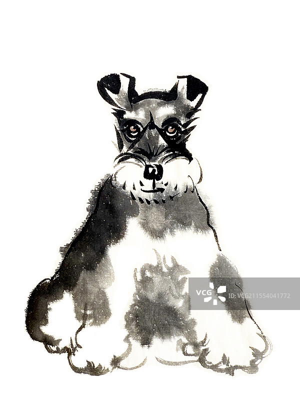 雪纳瑞图片素材