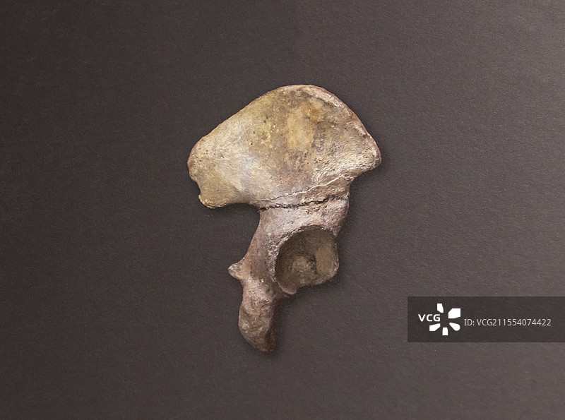 柳江人右髋骨化石 柳州市新兴农场通天岩洞 广西壮族自治区博物馆图片素材