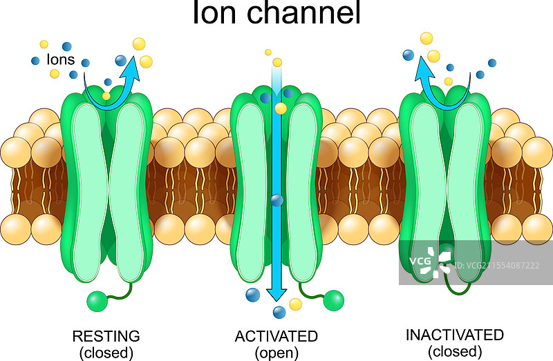 离子通道的解剖结构和膜蛋白的结构图片素材