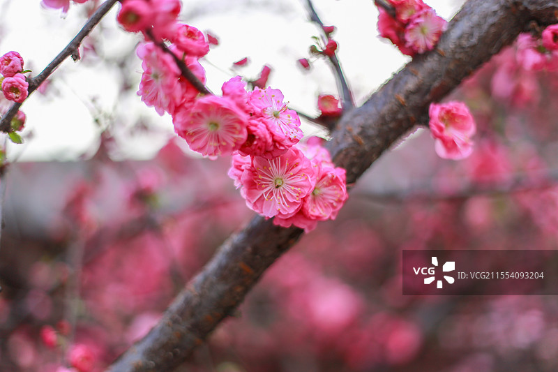 树枝上粉红色花朵的特写镜头图片素材