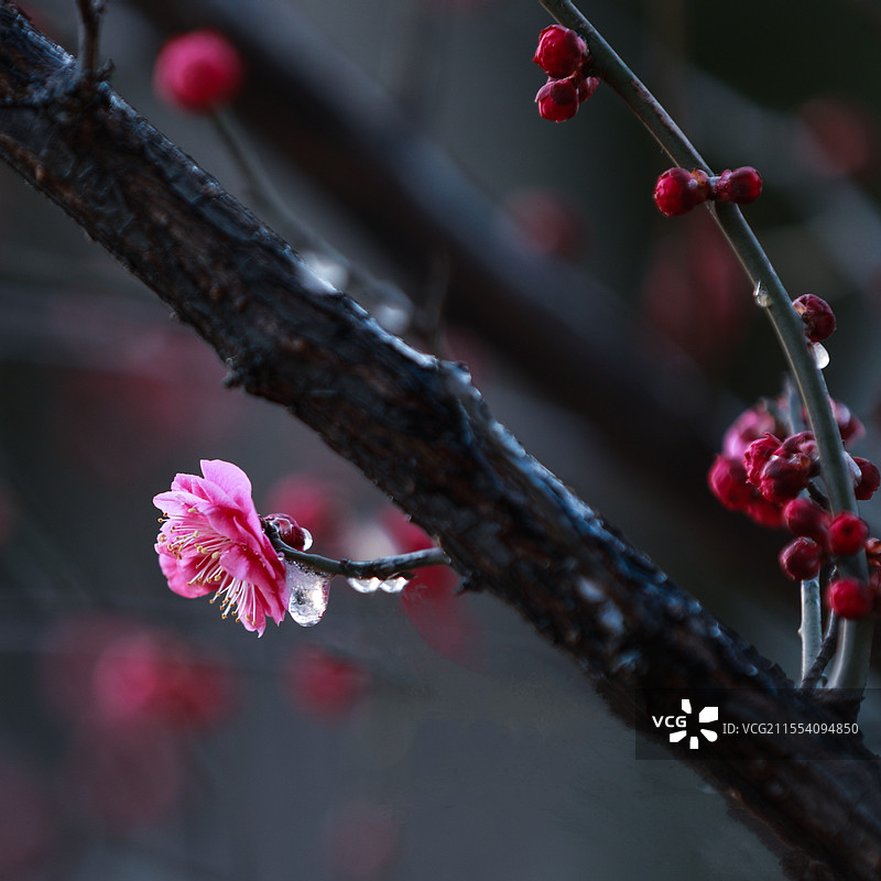 冰韵红梅​图片素材