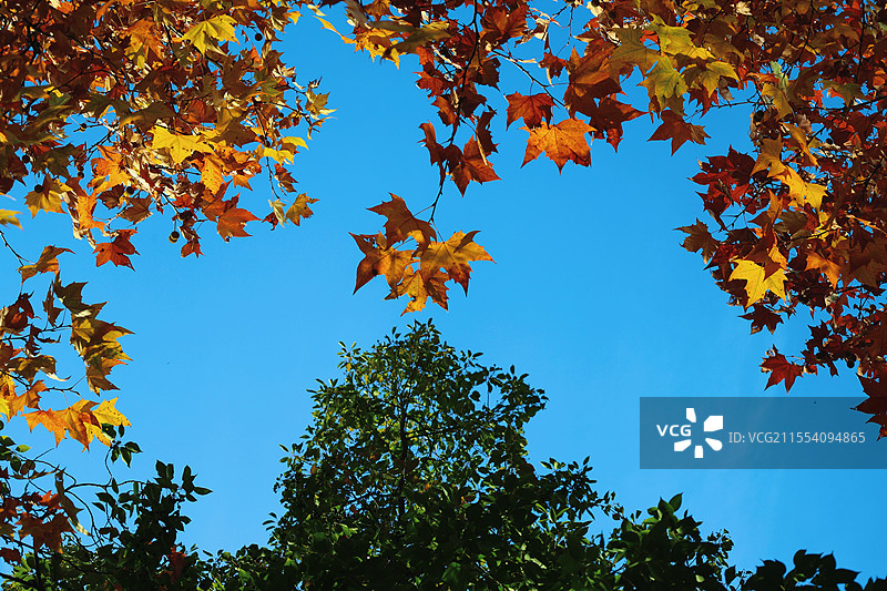 武汉紫阳公园树叶交替图片素材