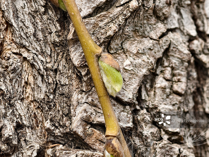 王稳庄镇域内柳树于惊蛰前后发芽抽絮图片素材
