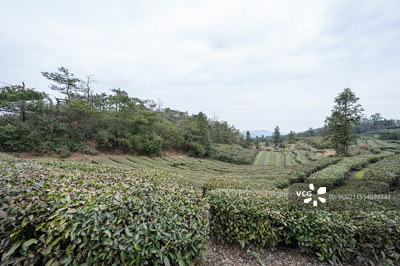 绍兴孙家岭古道旁的茶园图片素材