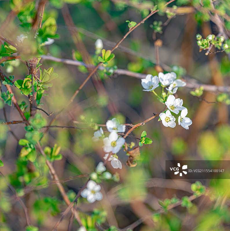 珍珠绣线菊 喷雪花 嫩芽新叶白色小花 蔷薇科绣线菊属灌木 上海世纪公园春季植物图鉴图片素材
