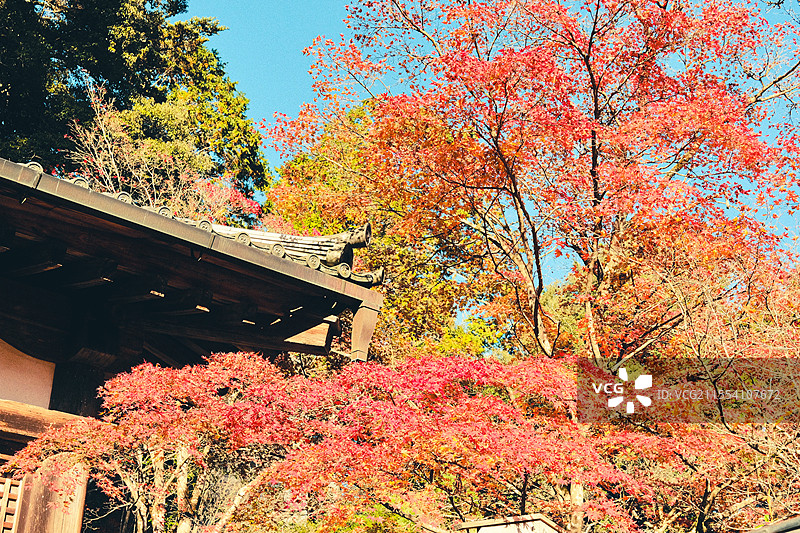 日本京都寺庙的红叶图片素材