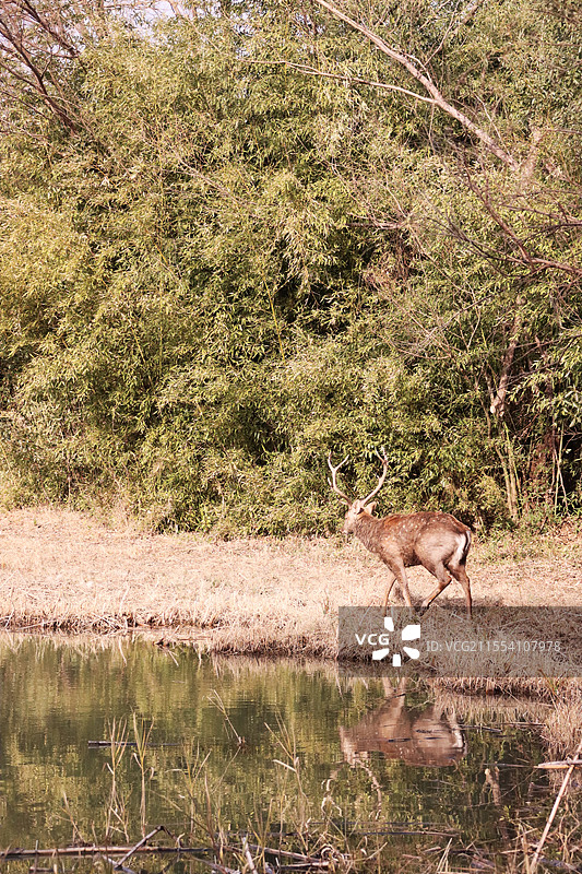 行走在水边的野生雄鹿拍摄于苏州太湖国家湿地公园图片素材