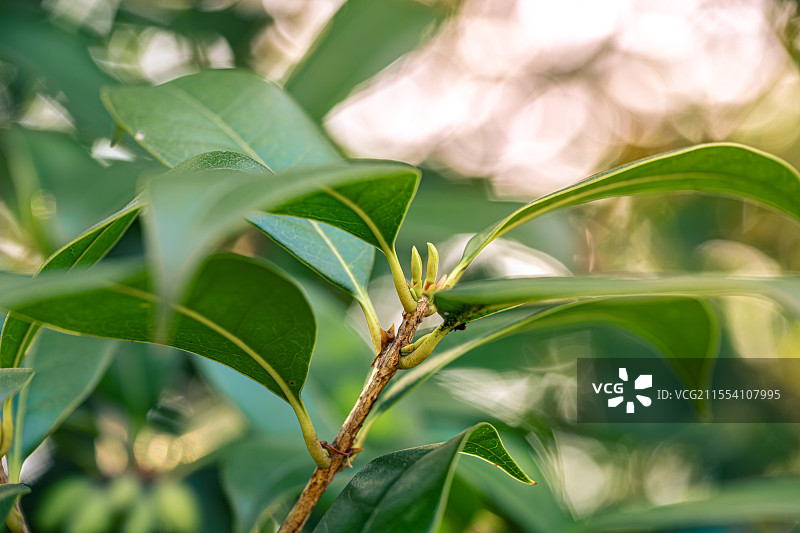 桂花树萌发嫩芽 树叶新芽 木犀科木犀属常绿灌木 上海浦东世纪公园春季植物图鉴 3月份图片素材