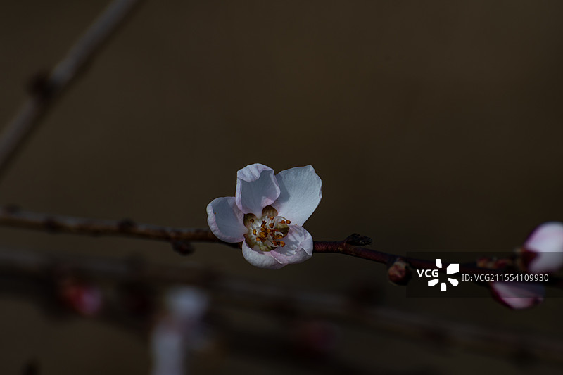 杨凌渭河湿地公园红梅盛开图片素材