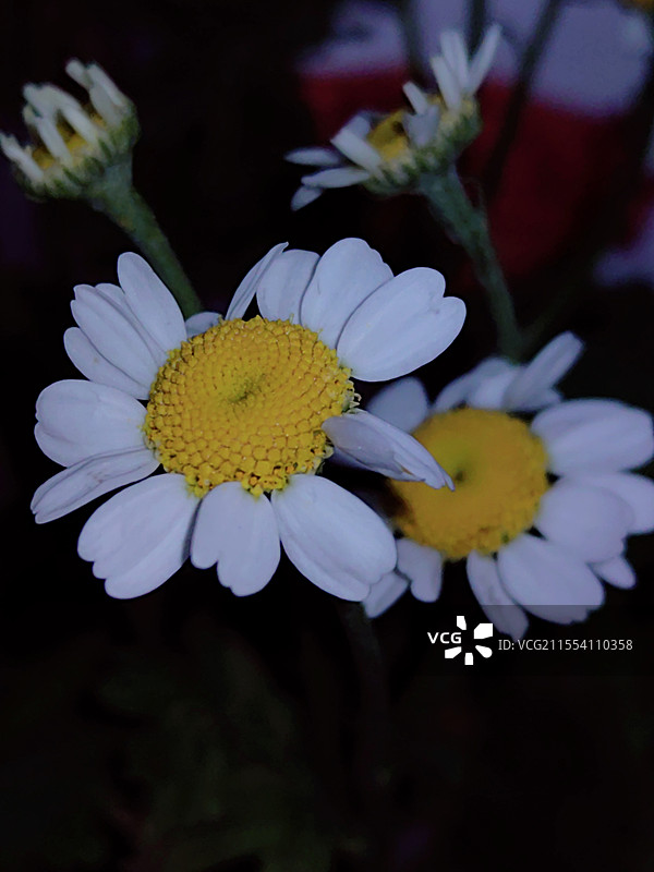 春暖花开纪实随拍图片素材