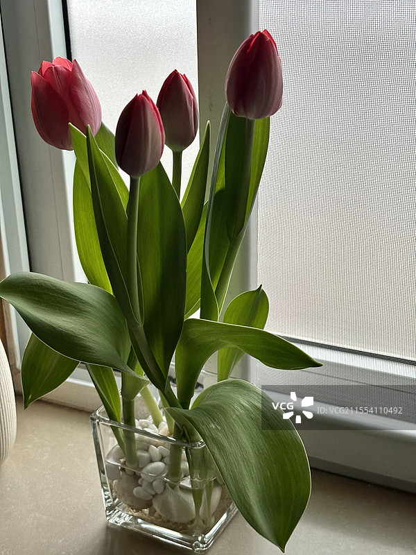 室内水培郁金香图片素材