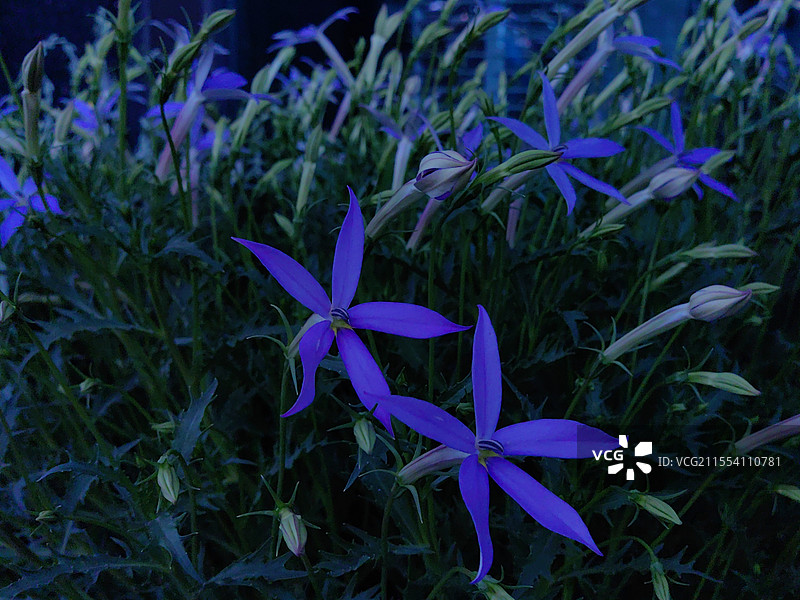 春暖花开纪实随拍图片素材