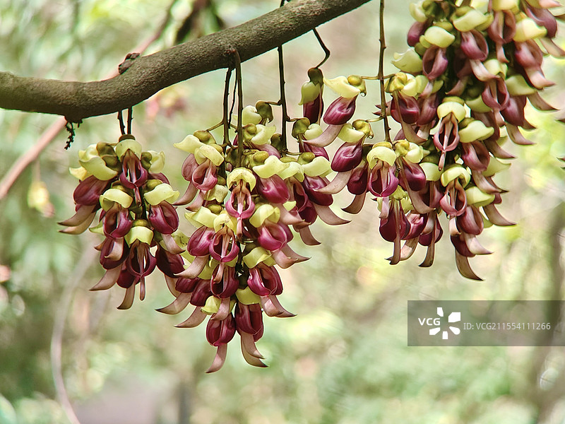 广州最大的千亩禾雀花盛开图片素材