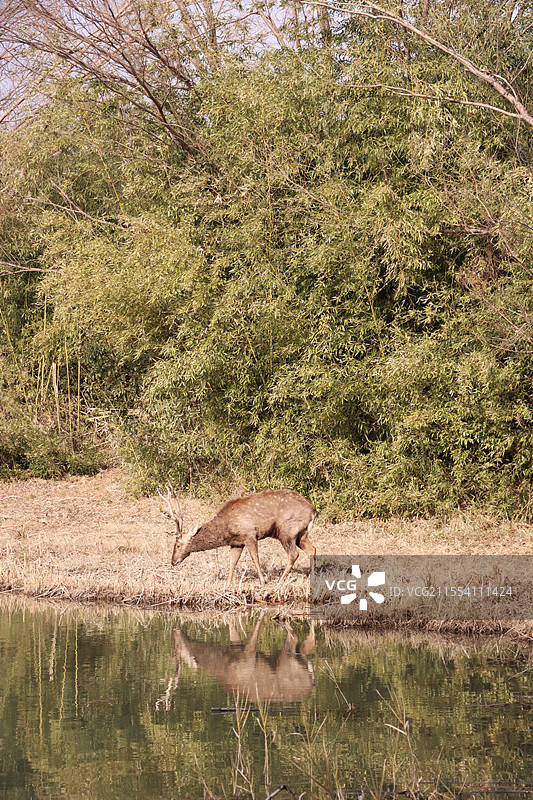 水边的野生雄鹿拍摄于苏州太湖国家湿地公园图片素材