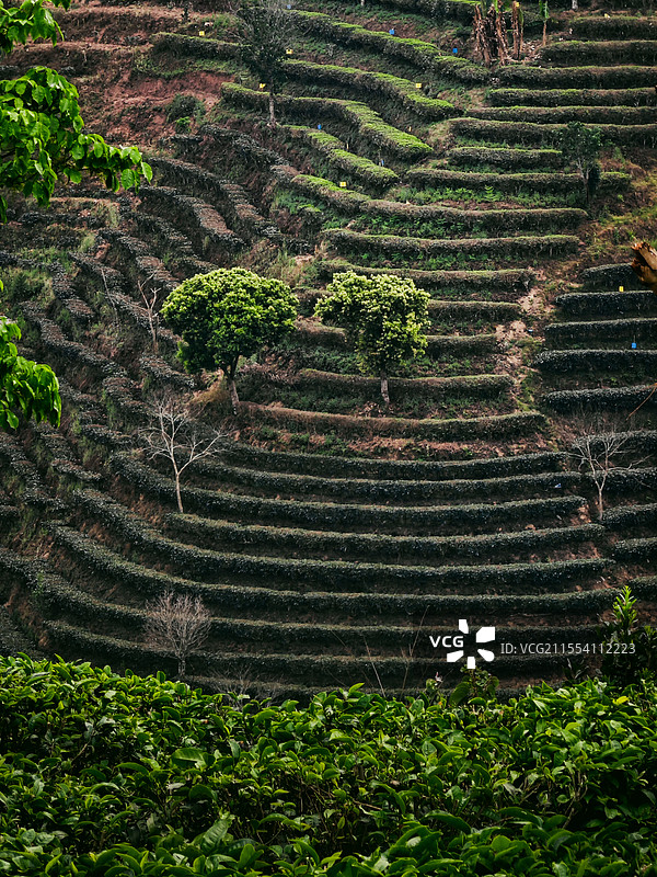 普洱市思茅区的高山茶园图片素材