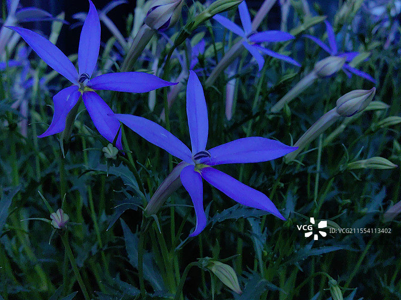 春暖花开纪实随拍图片素材