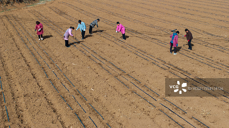 春天农村农田里农民在移栽红薯苗图片素材