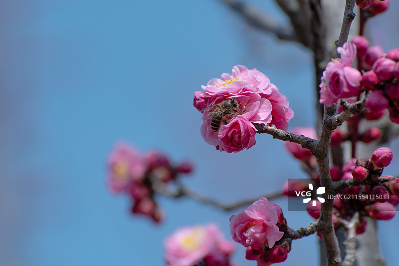 杨凌渭河湿地公园红梅盛开图片素材