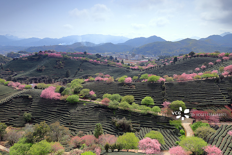 茶山春晓（福建省漳平市）图片素材