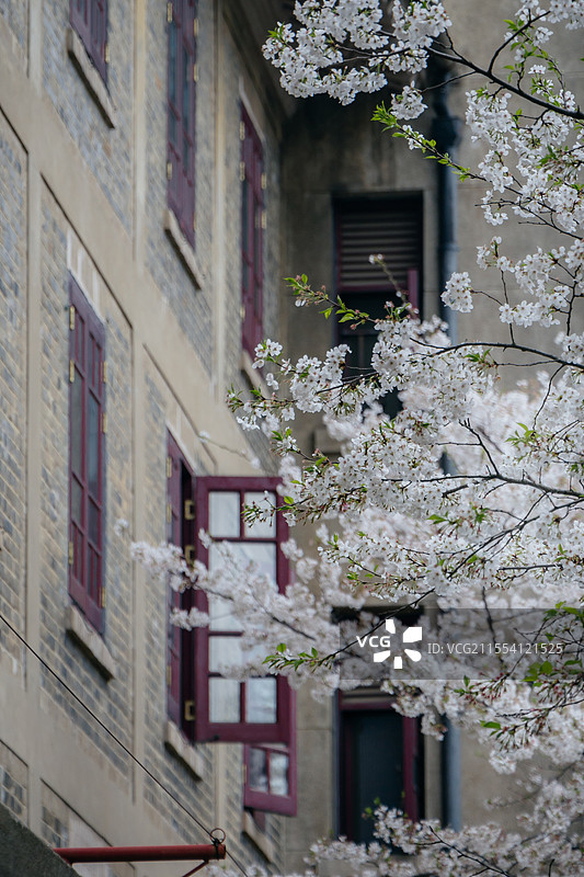 阴天武汉大学的樱花图片素材
