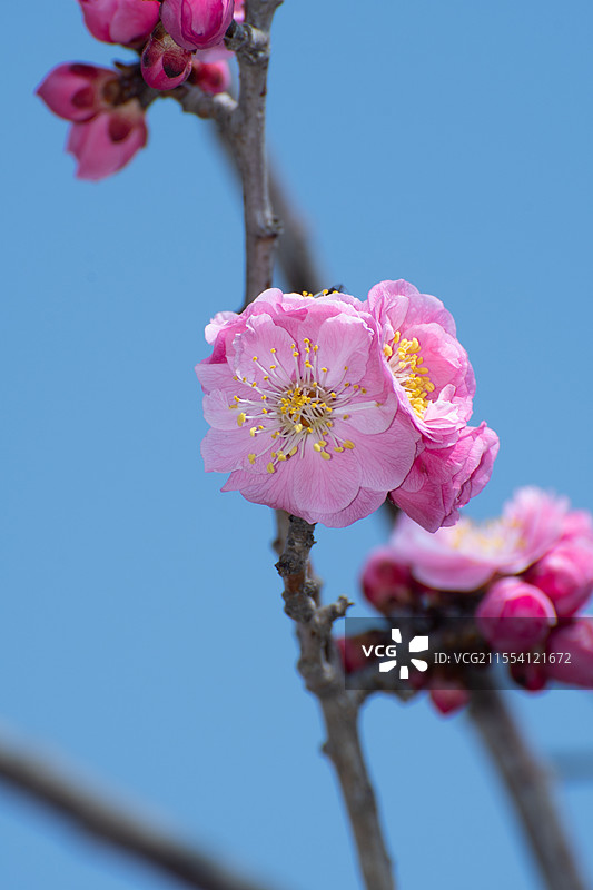 杨凌渭河湿地公园红梅盛开图片素材