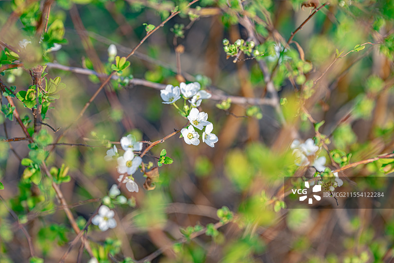 珍珠绣线菊 喷雪花 嫩芽新叶白色小花 蔷薇科绣线菊属灌木 上海世纪公园春季植物图鉴图片素材